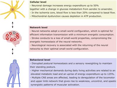 Brain’s Energy After Stroke: From a Cellular Perspective Toward Behavior
